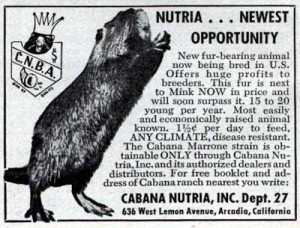 1958 Nutria advertisement